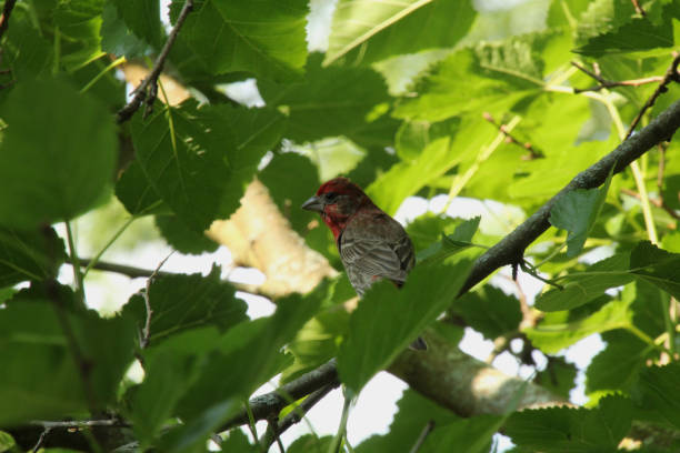 istock House Wren in a Tree 1253696416