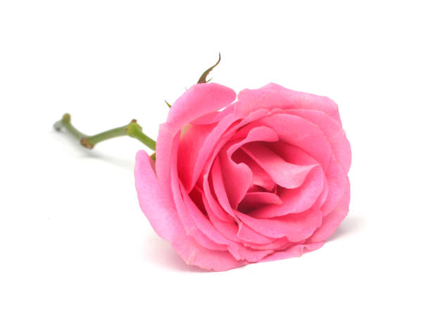 istock Single beautiful pink rose isolated on white background 1253696468