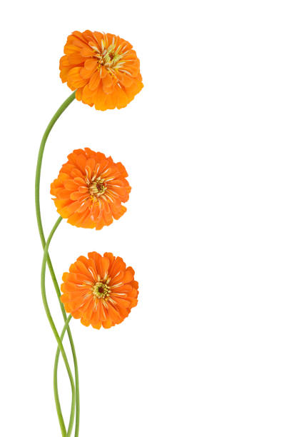 Floral  yellow-orange  background. A bouquet of flowers from  autumn yellow gerberas.  Close-up.   Nature.