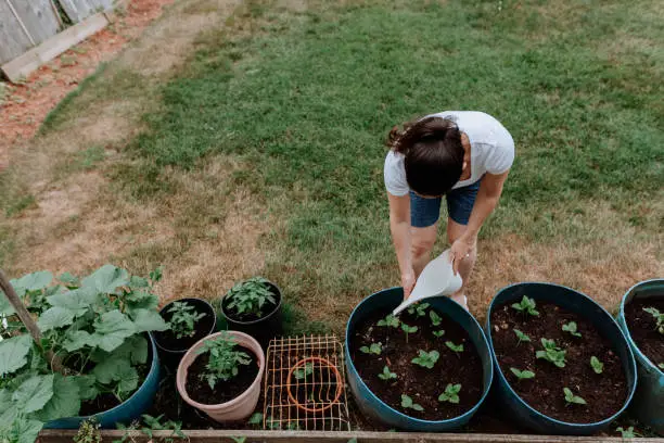 Woman watering plants in the garden