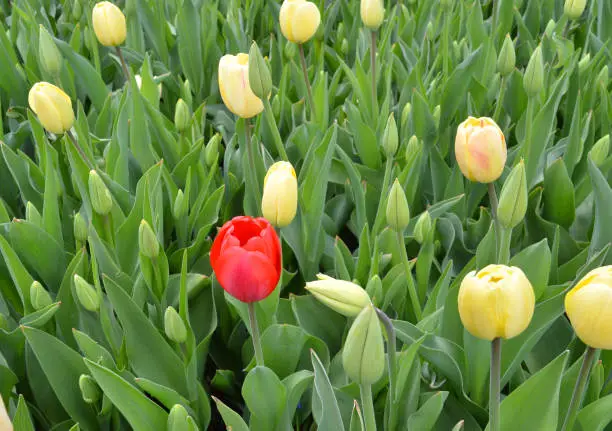 Yellow tulips and one red on background