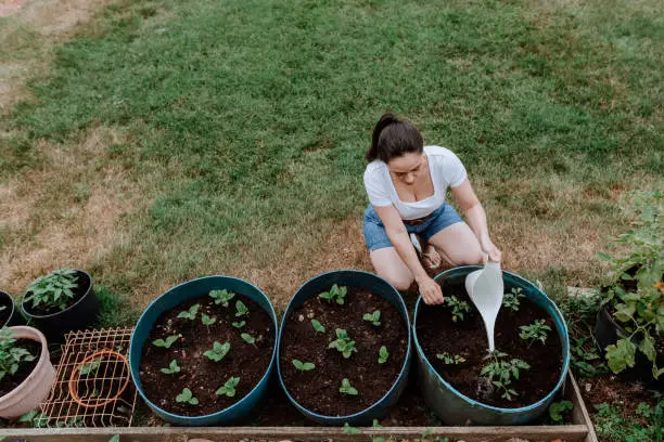 Woman watering plants in the garden