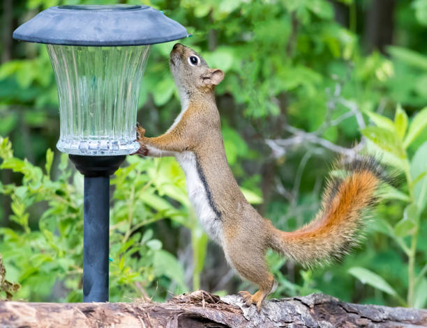 istock Red Squirrel Stock Photo 1253698604