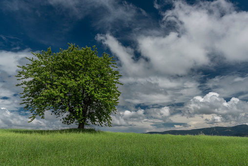 Cherry tree alone in green summer field in cloudy blue sky color day