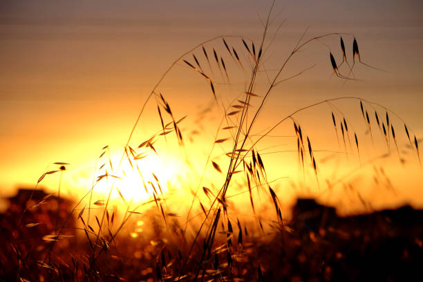 istock yellow spikes are in the field at the sunset 1253700523