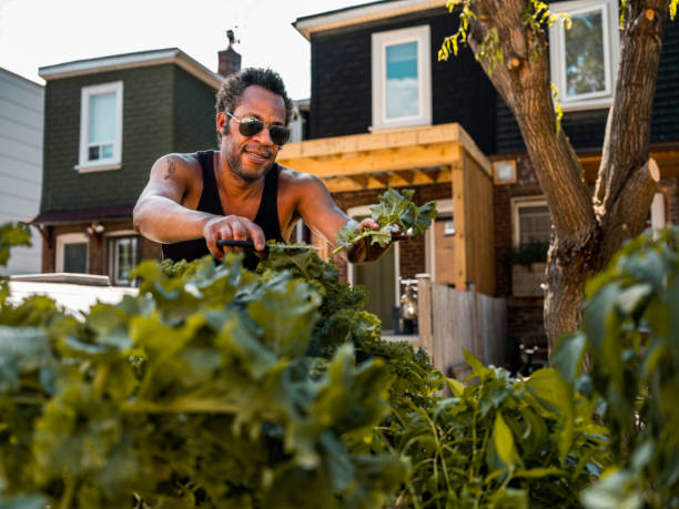 Black man gardening in vegetable garden in backyard of his city home.