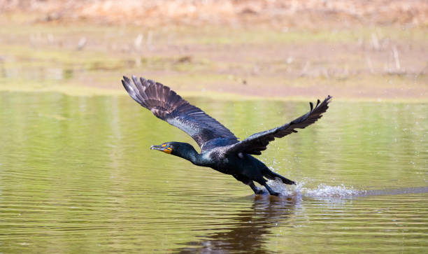 istock Double-crested Cormorant Stock Photo 1253701394