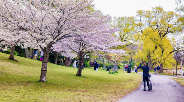 vista panorámica de las personas que disfrutan de las flores de cerezo sakura en el high park de toronto - natural landmark nature recreational pursuit ontario fotografías e imágenes de stock