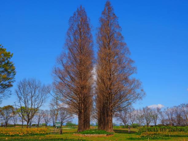 istock autumn leaf metasequoia in a row 1253701565