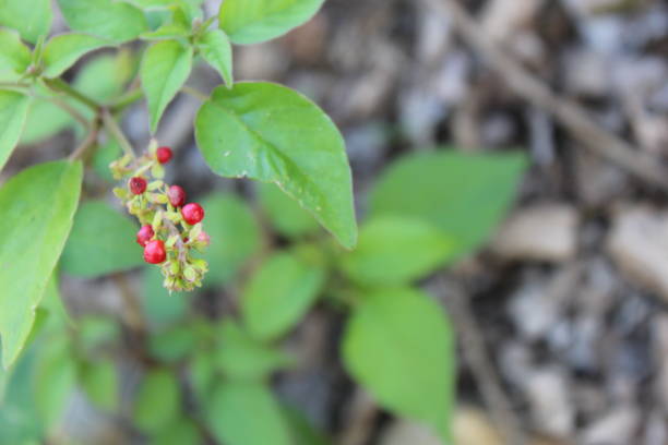 istock Nature background leaves and clusters 1253701575