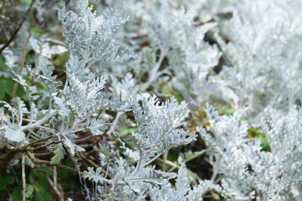 Dusty miller Dusty miller (Senecio cineraria) is an Ornamental foliage plant of Asteraceae perennial plant. cineraria maritima stock pictures, royalty-free photos & images