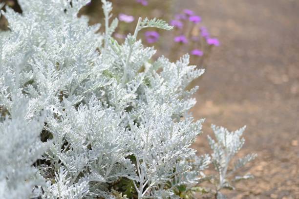 Dusty miller Dusty miller (Senecio cineraria) is an Ornamental foliage plant of Asteraceae perennial plant. cineraria maritima stock pictures, royalty-free photos & images