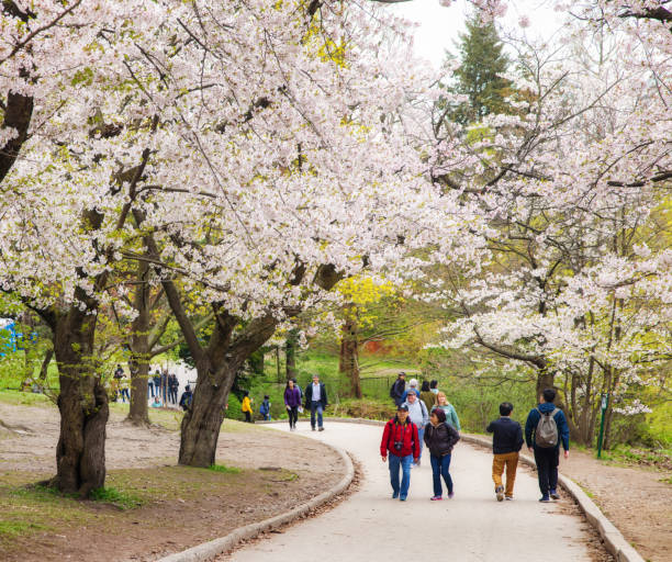 トロン�トの高公園で桜の花の間に小さな小さな人々が歩いている - landscaped spring canada footpath ストックフォトと画像