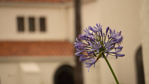 istock Lily of the Nile branch 1253702525