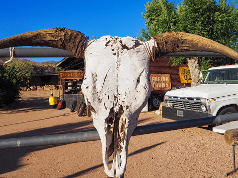 Buffalo remains and tipis in the Prairies