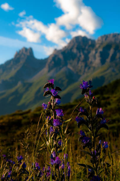 flores violetas na cadeia de montanhas da frente com céu azul - crocus violet flower purple - fotografias e filmes do acervo