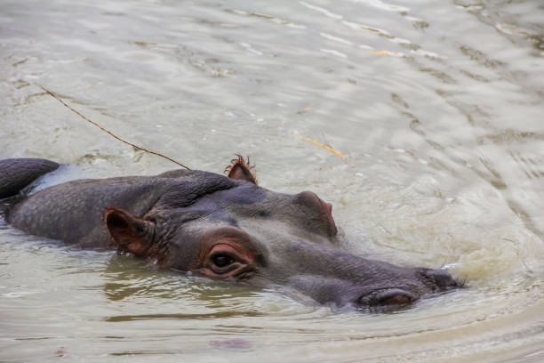 istock African animals close up 1253706981