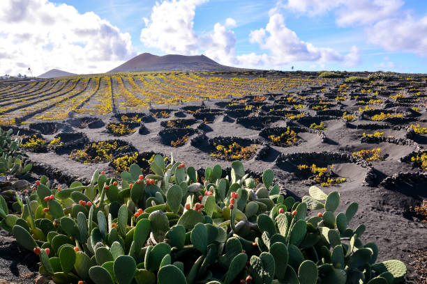 vineyards in la geria lanzarote - photography cloud plantation plant fotografías e imágenes de stock