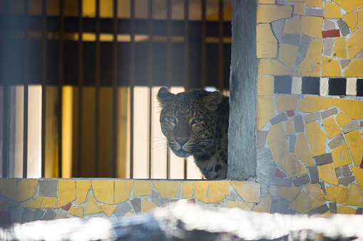 Krakow, Poland - June 07, 2014: A leopard staring through a concrete brick house in a zoo