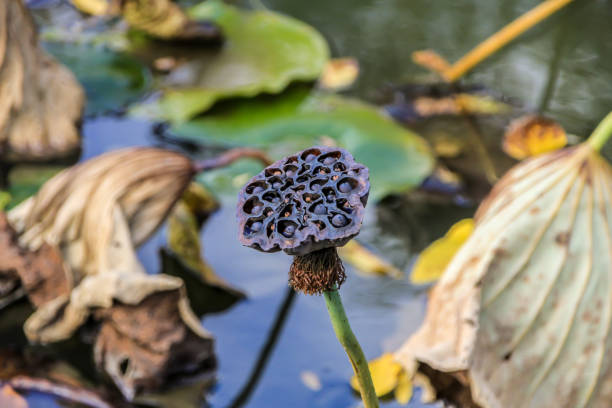 istock flora of water bodies. 1253708536
