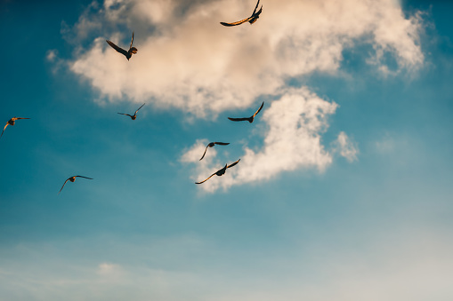 Flock of Birds Flying Over Beautiful Cloudy Sky Background. Seasonal Birds Migration to the Warm Countries. Natural Background. Concept of Freedom.