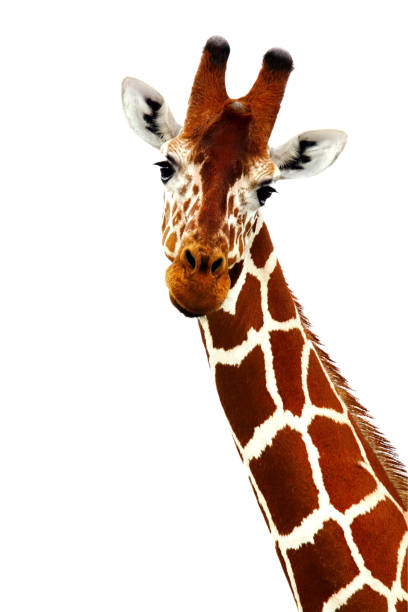 野生のアフリカのキリン - giraffe south africa zoo animal ストックフォトと画像