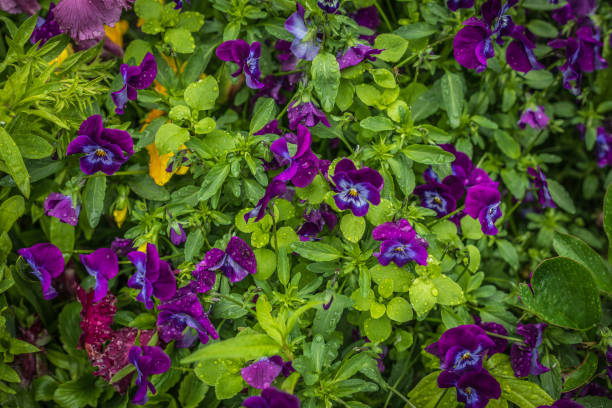 istock Purple Flower Pancies 1253712514