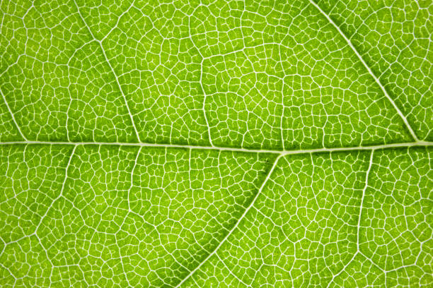 istock the structure of a green tree leaf as a macro background 1253712693
