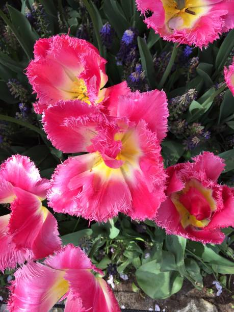 istock Pink & Yellow Tulip 1253712768