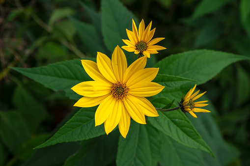 Yellow rudbeckia flowers in full bloom.