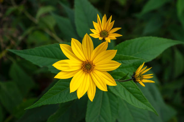 helianthus tuberosus yellow jerusalem artichoke sunflower flowers in bloom, beautiful food flowering plant - artichoke vegetable macro close up imagens e fotografias de stock