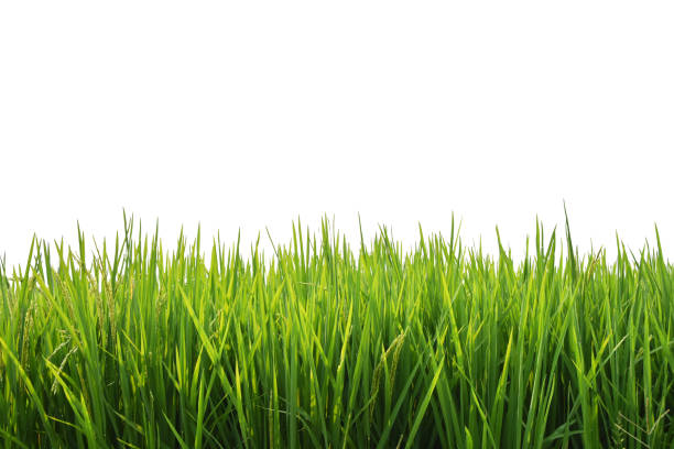 istock Paddy Rice Green Field Isolated On White Background. 1253713379