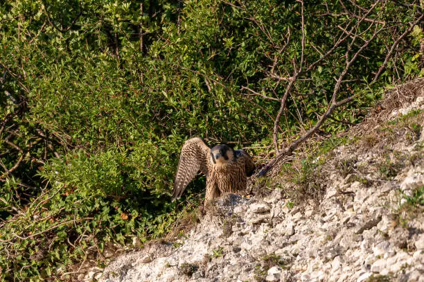 Photo of Peregrine Falcon, falco peregrinus, bird of prey