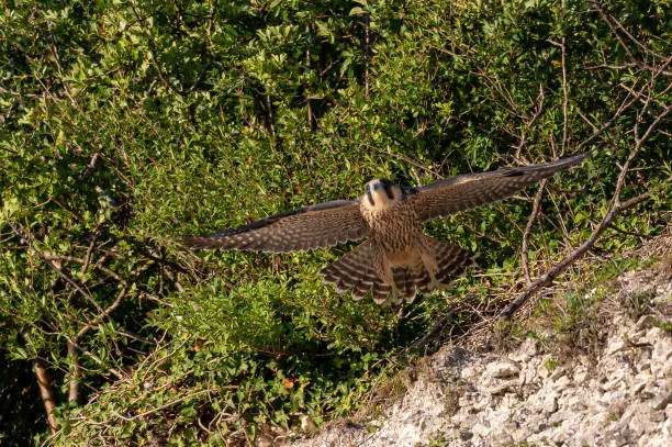 Photo of Peregrine Falcon, falco peregrinus, bird of prey
