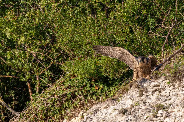 Photo of Peregrine Falcon, falco peregrinus, bird of prey