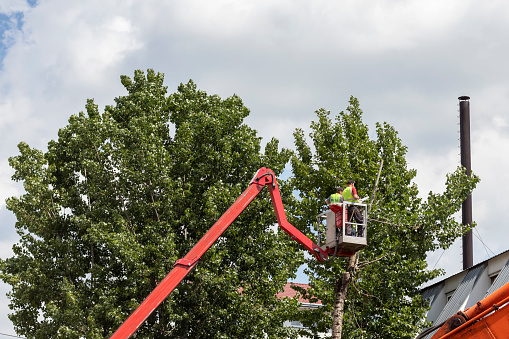 Lviv, Ukraine - June 30, 2020. Utility workers cut branches from a tall urban tree.
