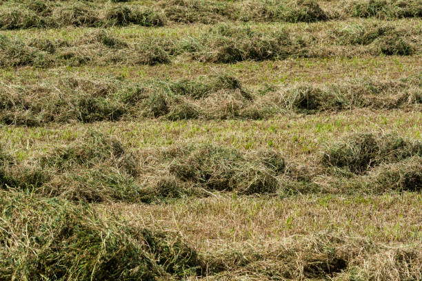 170+ Windrows Stock Photos, Pictures & Royalty-Free Images - iStock