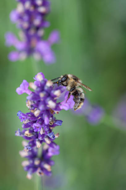 istock Close-up of a honey bee on a blooming lavender 1253715921