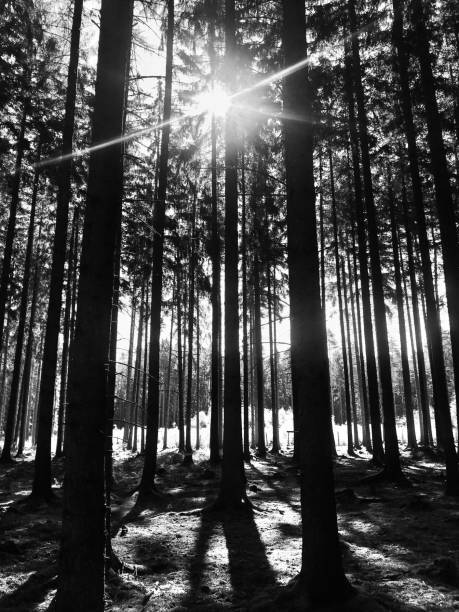 istock Early morning sunshine in spruce forest 1253715971