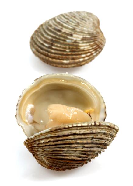 istock Clams, venus verrucosa, Shells against White Background 1253716963
