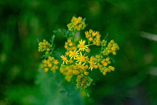 Ragwort is classed as poisonous and an injurious weed.