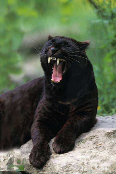 istock Black Panther, panthera pardus, Female Yawning 1253717010