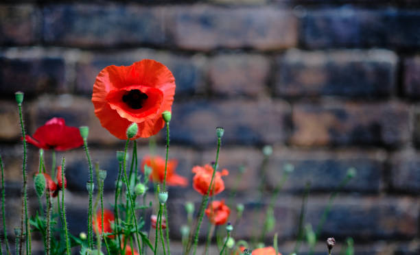 Red poppy flowers on a brick wall background. stock photo