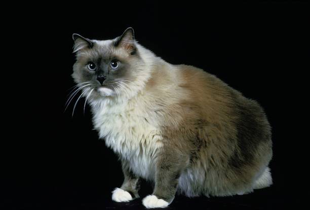 istock Ragdoll Domestic Cat sitting against Black Background 1253717023
