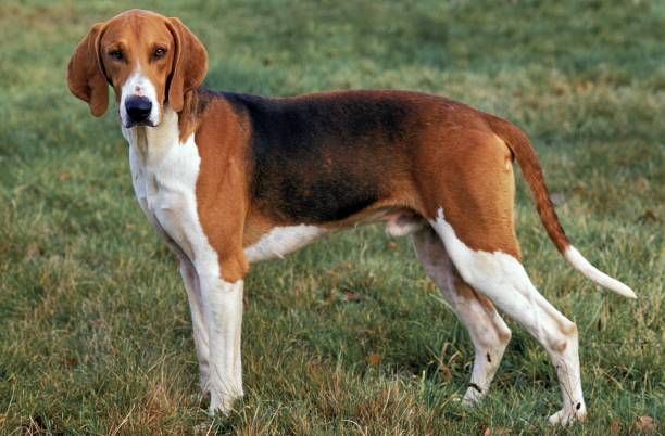 istock Poitevin Dog, Male standing on Grass 1253717031