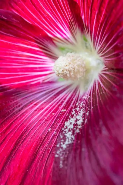 Photo of Hibiscus in macro