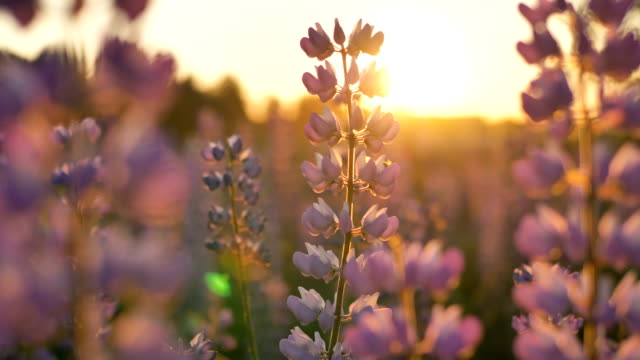Bumblebee flies and pollinates lupines on a summer evening at sunset