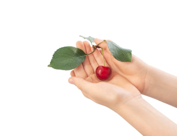 Esto es cereza en las manos. - foto de stock