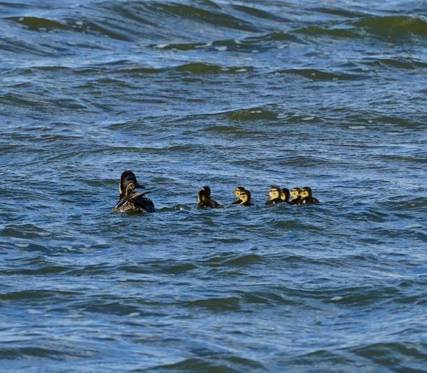 petits canards du lac tule - tule lake national wildlife refuge photos et images de collection