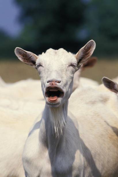 istock Saanen Goat, Female Bleating 1253717649